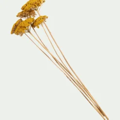 alinea Fleurs Séchées*Botte d'achilée séchée H55cm - Jaune