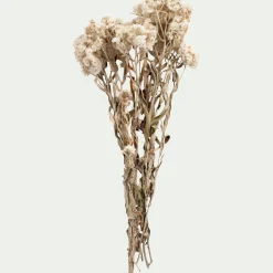 alinea Fleurs Séchées*Botte d'anaphalis séchée H55cm - Blanc