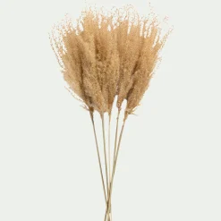 alinea Fleurs Séchées*Botte de roseau séchée H55cm - Beige