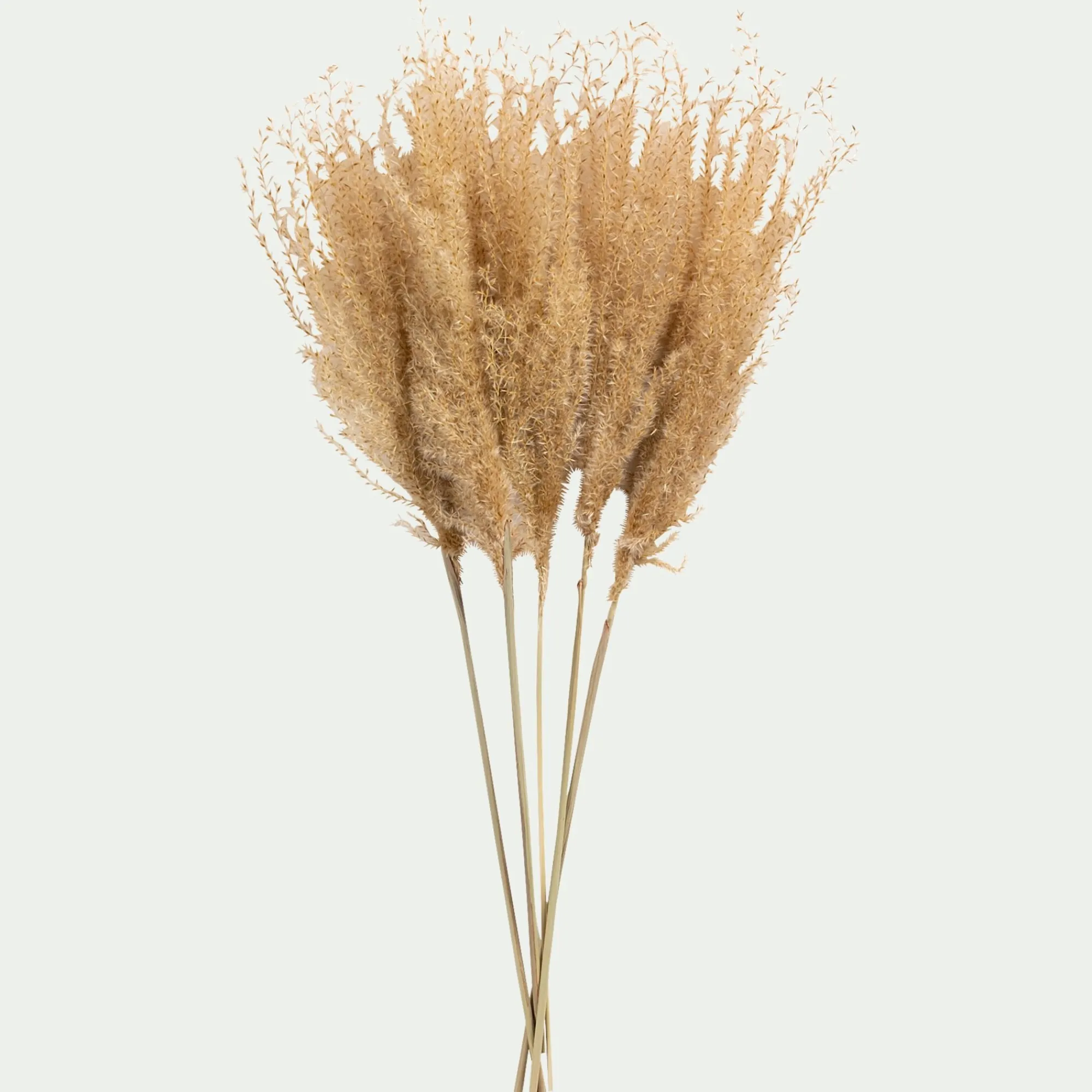 alinea Fleurs Séchées*Botte de roseau séchée H55cm - Beige