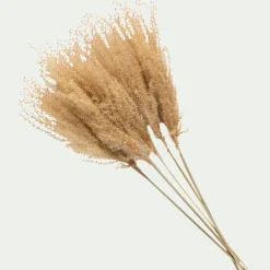 alinea Fleurs Séchées*Botte de roseau séchée H55cm - Beige
