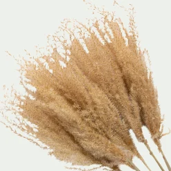 alinea Fleurs Séchées*Botte de roseau séchée H55cm - Beige